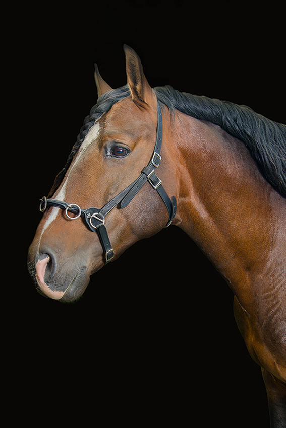 Kappzaum kleinXS ohne Logo